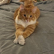 Patrick is registered to the contest to win money with this photo: abyssinian, animal, bed, bedroom, blanket, cat, couch, cushion, furniture, hardwood, homedecor, indoors, kitten, linen, manx, pet, quilt, room, slate, wood