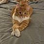 abyssinian, animal, bed, bedroom, blanket, cat, couch, cushion, furniture, hardwood, homedecor, indoors, kitten, linen, manx, pet, quilt, room, slate, wood