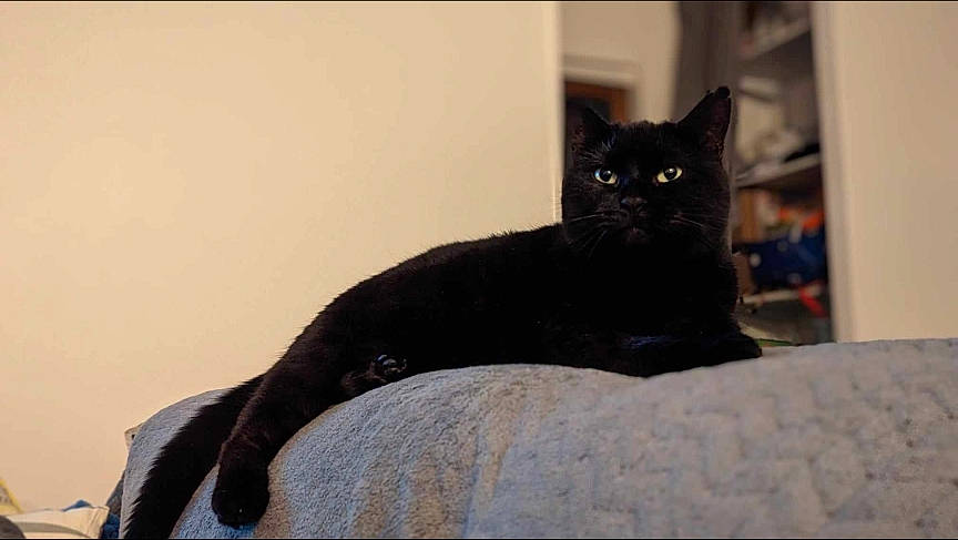 Paloma participe au concours pour gagner de l'argent avec cette photo : black_cat, bombay, carnivore, cat, comfort, domestic_short_haired_cat, felidae, fur, grey, small_to_medium_sized_cats, snout, tail, terrestrial_animal, whiskers