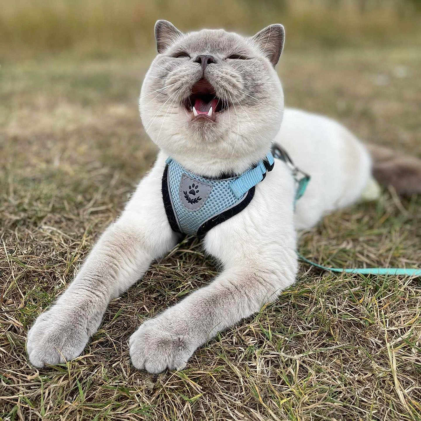 Mouse is registered to the contest to win money with this photo: animal, blue_harness, cat, close_up, cute, daylight, ears, feline, fur, grass, lying_down, mouth_open, nature, outdoor, paws, pet, playful, relaxed, tongue, whiskers