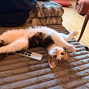 Boo a rejoint le concours — aidez-le/la à gagner de superbes lots ! animal, blanket, cat, couch, cozy, curious, domestic, eyes, fur, furniture, home, indoor, pet, pillow, playing, relaxed, remote_control, table, whiskers, wood_floor