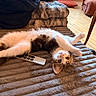animal, blanket, cat, couch, cozy, curious, domestic, eyes, fur, furniture, home, indoor, pet, pillow, playing, relaxed, remote_control, table, whiskers, wood_floor