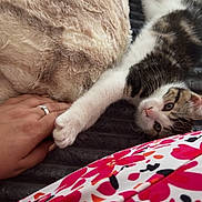 Boo participe au concours pour gagner de l'argent avec cette photo : kitten, cat, paw, hand, blanket, cozy, texture, striped_cat, fur, nail, bed, resting, touch, playful, cute, animal, domestic_cat, colorful_clothing, indoor, relaxation