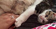 Boo participe au concours pour gagner de l'argent avec cette photo : animal, bed, blanket, cat, colorful_clothing, cozy, cute, domestic_cat, fur, hand, indoor, kitten, nail, paw, playful, relaxation, resting, striped_cat, texture, touch
