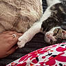 kitten, cat, paw, hand, blanket, cozy, texture, striped_cat, fur, nail, bed, resting, touch, playful, cute, animal, domestic_cat, colorful_clothing, indoor, relaxation