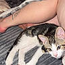 Boo participe au concours pour gagner de l'argent avec cette photo : animal, blanket, cat, closeup, companion, cozy, curious, domestic, feline, floor, indoor, kitten, leg, paw, person, pet, relaxing, resting, soft, tattoo