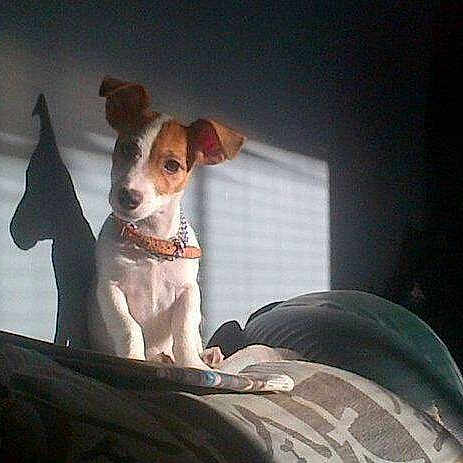 Foxy joined the competition — help win amazing prizes!