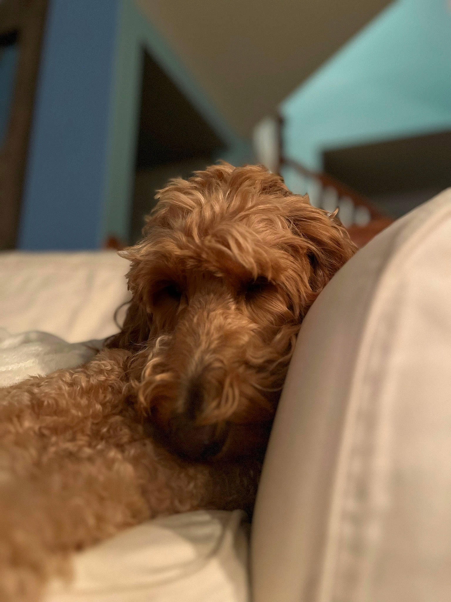 Zeke joined the competition — help win amazing prizes! canidae, carnivore, comfort, companion_dog, dog, dog_breed, fur, labradoodle, liver, non_sporting_group, poodle, poodle_crossbreed, snout, sporting_group, terrier, toy_dog, water_dog, wood, working_animal, wrinkle
