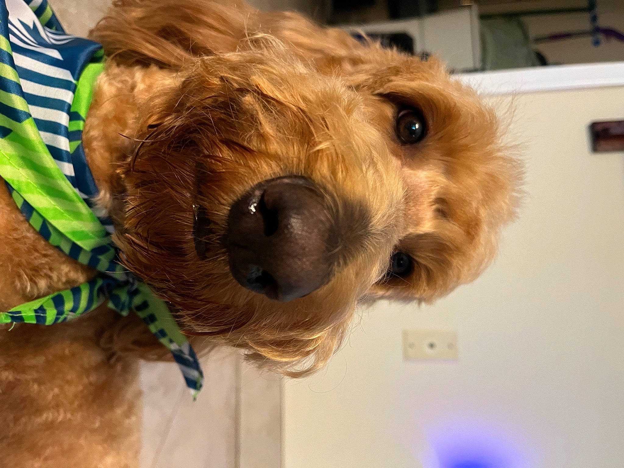 Zeke joined the competition — help win amazing prizes! airedale_terrier, canidae, carnivore, collar, companion_dog, dog, dog_breed, dog_clothes, dog_supply, fawn, fur, liver, pet_supply, small_terrier, snout, sporting_group, terrier, toy, toy_dog, working_animal