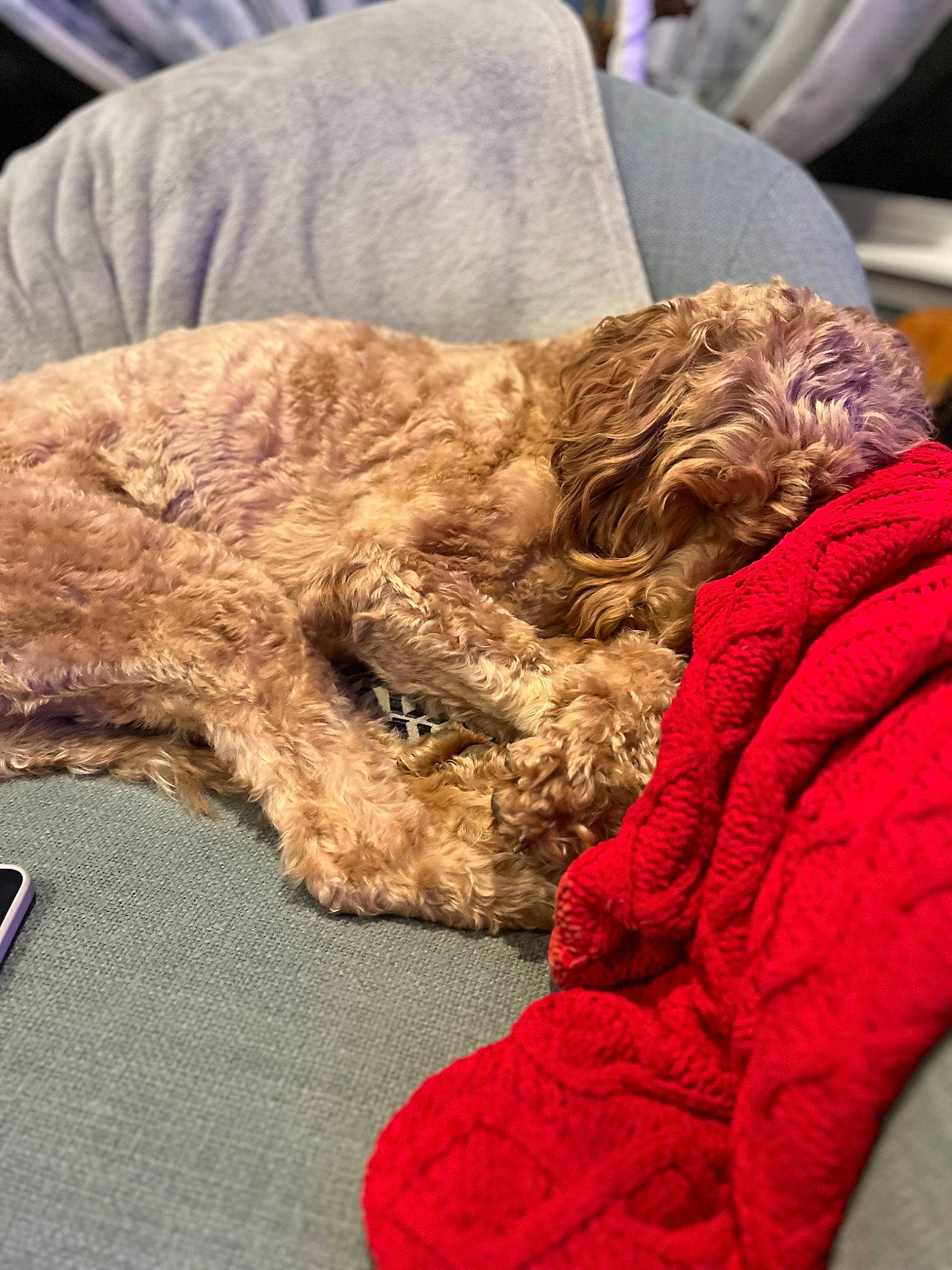 Zeke is registered to the contest to win money with this photo: airedale_terrier, canidae, carnivore, chair, comfort, companion_dog, dog, dog_breed, fawn, felidae, fur, linens, liver, snout, sporting_group, stuffed_toy, toy_dog, wool, working_animal, wrinkle