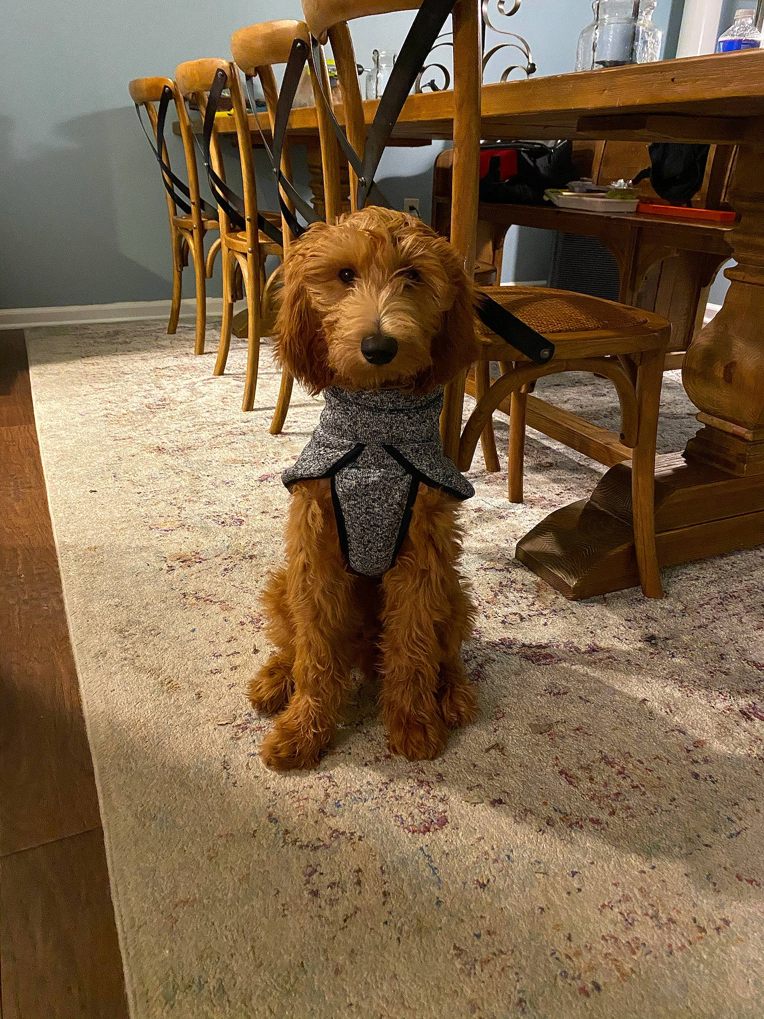 Zeke is registered to the contest to win money with this photo: airedale_terrier, canidae, carnivore, chair, companion_dog, dog, dog_breed, door, fawn, floor, flooring, fur, hardwood, poodle, small_terrier, snout, terrier, toy_dog, wood, working_animal