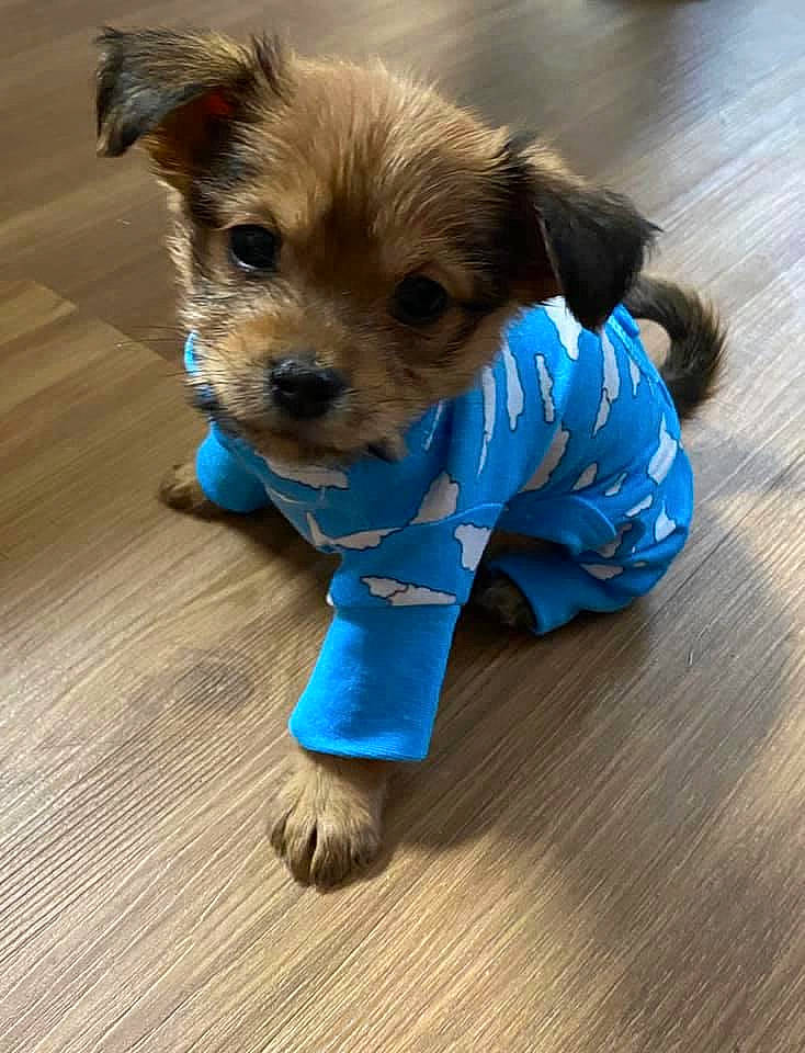 Max is registered to the contest to win money with this photo: australian_terrier, canidae, carnivore, chinese_imperial_dog, companion_dog, dog, dog_breed, dog_clothes, mammal, morkie, norfolk_terrier, poodle_crossbreed, puppy, rare_breed_dog, schnoodle, sporting_group, sporting_lucas_terrier, toy_dog, yorkipoo, yorkshire_terrier