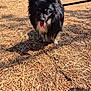 dog, black_dog, leash, pine_needles, outdoor, sunlight, shadow, ears, tongue, pet, animal, nature, walking, park, trees, daylight, fur, canine, happy, ground