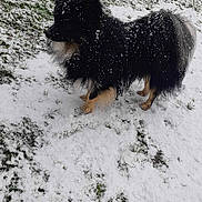 Rock a rejoint le concours — aidez-le/la à gagner de superbes lots ! dog, snow, outdoor, grass, black_fur, tan_fur, fluffy, animal, winter, cold, pet, canine, fur, nature, snowflakes, standing, side_view, daylight, quiet, wintertime
