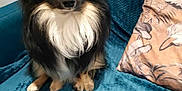 Rock a rejoint le concours — aidez-le/la à gagner de superbes lots ! dog, toy, couch, pillow, blanket, indoor, pet, fur, black, white, brown, small_dog, plush_toy, home, cute, animal, sitting, looking, ears, face