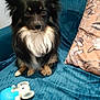 dog, toy, couch, pillow, blanket, indoor, pet, fur, black, white, brown, small_dog, plush_toy, home, cute, animal, sitting, looking, ears, face