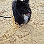 dog, black_dog, fluffy, sand, outdoor, leash, tongue_out, pine_needles, playful, pet, animal, fur, nature, daylight, standing, small_dog, cute, happy, canine, beach