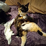 Rosy is registered to the contest to win money with this photo: animal, bag, bed, black, blanket, brown, calico_cat, cat, collar, domestic, feline, fur, indoor, orange, pet, purple, relaxed, sitting, tissue, white