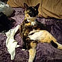 animal, bag, bed, black, blanket, brown, calico_cat, cat, collar, domestic, feline, fur, indoor, orange, pet, purple, relaxed, sitting, tissue, white