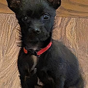 Taz joined the competition — help win amazing prizes! animal, attention, black_dog, canine, companion, cute, dog, domestic_animal, ears, floor, fur, indoors, looking, pet, puppy, red_collar, sitting, small_dog, wooden_floor, young_dog