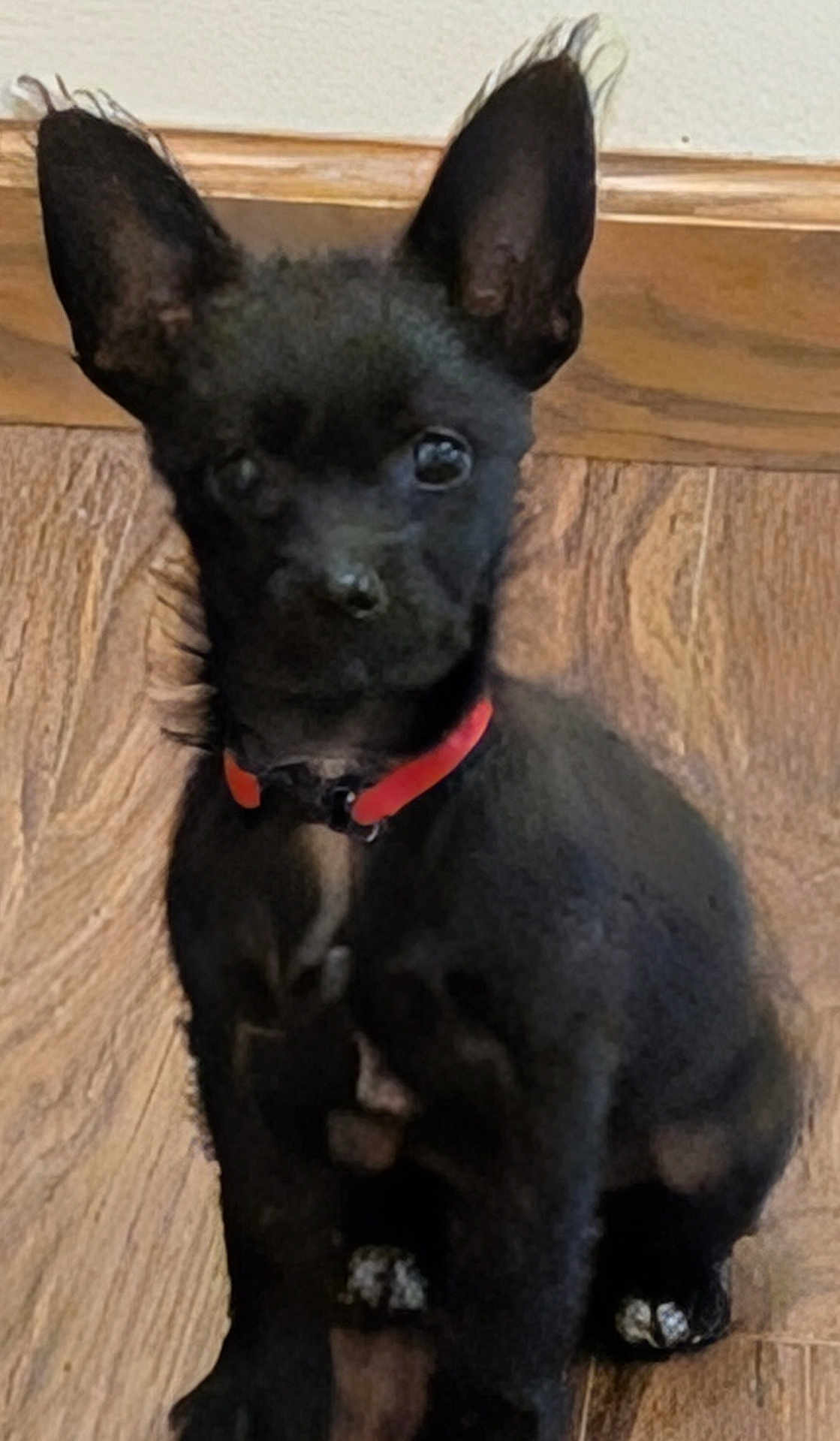Taz