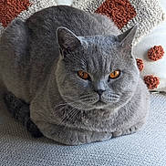 Volt a rejoint le concours — aidez-le/la à gagner de superbes lots ! amber_eyes, animal, cat, close_up, comfort, cozy, cute, domestic_cat, feline, gray_cat, home, indoor, pet, pillow, portrait, relaxed, resting, soft_fur, textured_fabric, warm_colors