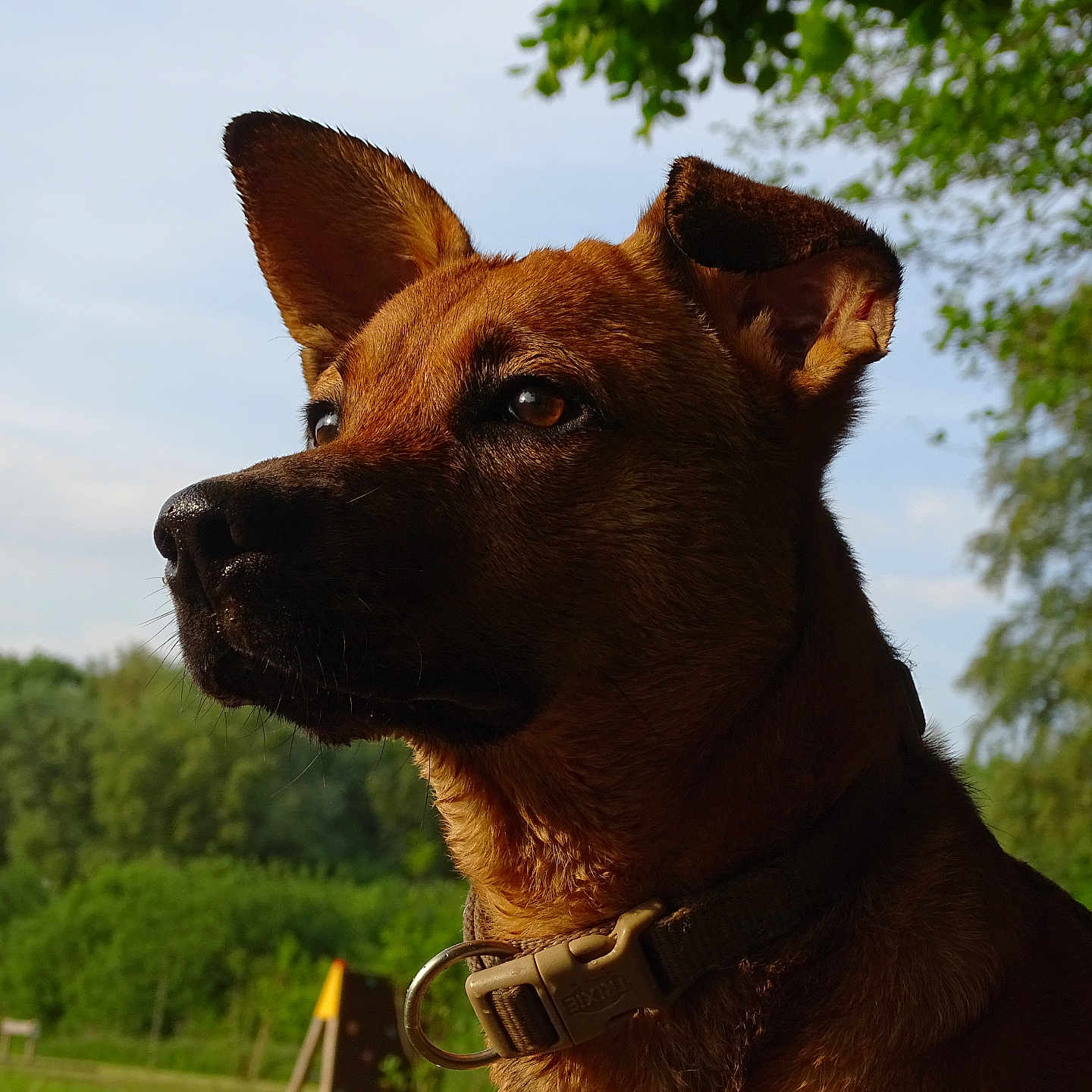 Simba participe au concours pour gagner de l'argent avec cette photo : alert, animal, canine, closeup, collar, daylight, dog, ears, fur, greenery, mammal, nature, outdoor, park, pet, portrait, profile, serene, sky, watchful