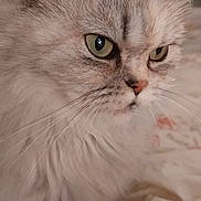 Flocon a rejoint le concours — aidez-le/la à gagner de superbes lots ! cat, close_up, fluffy, green_eyes, whiskers, fur, pet, animal, indoor, cozy, bedspread, floral_pattern, cute, feline, portrait, looking, soft_light, domestic_cat, mammal, calm