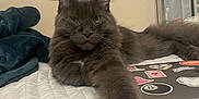 Bruce is registered to the contest to win money with this photo: animal, bed, blanket, cat, closeup, cozy, curtains, feline, furry, gray_cat, indoor, laptop, long_hair, mirror, paw, pet, quilted_bedspread, relaxed, resting, stickers