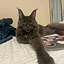 animal, bed, blanket, cat, closeup, cozy, curtains, feline, furry, gray_cat, indoor, laptop, long_hair, mirror, paw, pet, quilted_bedspread, relaxed, resting, stickers