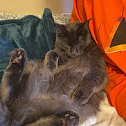 Bruce joined the competition — help win amazing prizes! animal, blanket, cat, comfort, couch, cozy, cute, feline, fur, furry, home, indoor, orange_shirt, paw, person, pet, relaxed, resting, smiling, soft
