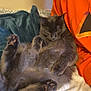 animal, blanket, cat, comfort, couch, cozy, cute, feline, fur, furry, home, indoor, orange_shirt, paw, person, pet, relaxed, resting, smiling, soft