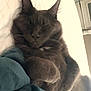 Bruce joined the competition — help win amazing prizes! animal, bed, blanket, cat, cozy, cute, domestic_cat, ears, feline, fluffy, fur, gray_cat, indoor, nap, paws, pet, relaxed, resting, sleeping, whiskers