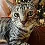 cat, tabby, close_up, whiskers, green_eyes, curious, pet, animal, feline, indoor, wooden_surface, christmas_tree, ornaments, lights, blurred_background, domestic_cat, fur, muzzle, portrait, cute