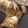 cat, tabby, sleeping, relaxed, fur, whiskers, paws, pet, indoor, cozy, resting, closeup, animal, cute, domestic, feline, soft, striped, comfort, nap
