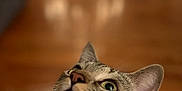 Mimi is registered to the contest to win money with this photo: cat, tabby, indoor, pet, animal, curious, green_eyes, bokeh, blurred_background, wooden_floor, feline, whiskers, ears, looking_up, closeup, domestic_cat, cute, fur, portrait, household