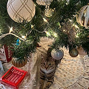 Mimi joined the competition — help win amazing prizes! cat, tabby_cat, christmas_tree, ornaments, candy_canes, holiday, festive, pine_branches, decorations, lights, tree_skirt, floor, indoor, pet, relaxed, cute, whiskers, paws, striped, celebration