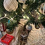 cat, tabby_cat, christmas_tree, ornaments, candy_canes, holiday, festive, pine_branches, decorations, lights, tree_skirt, floor, indoor, pet, relaxed, cute, whiskers, paws, striped, celebration