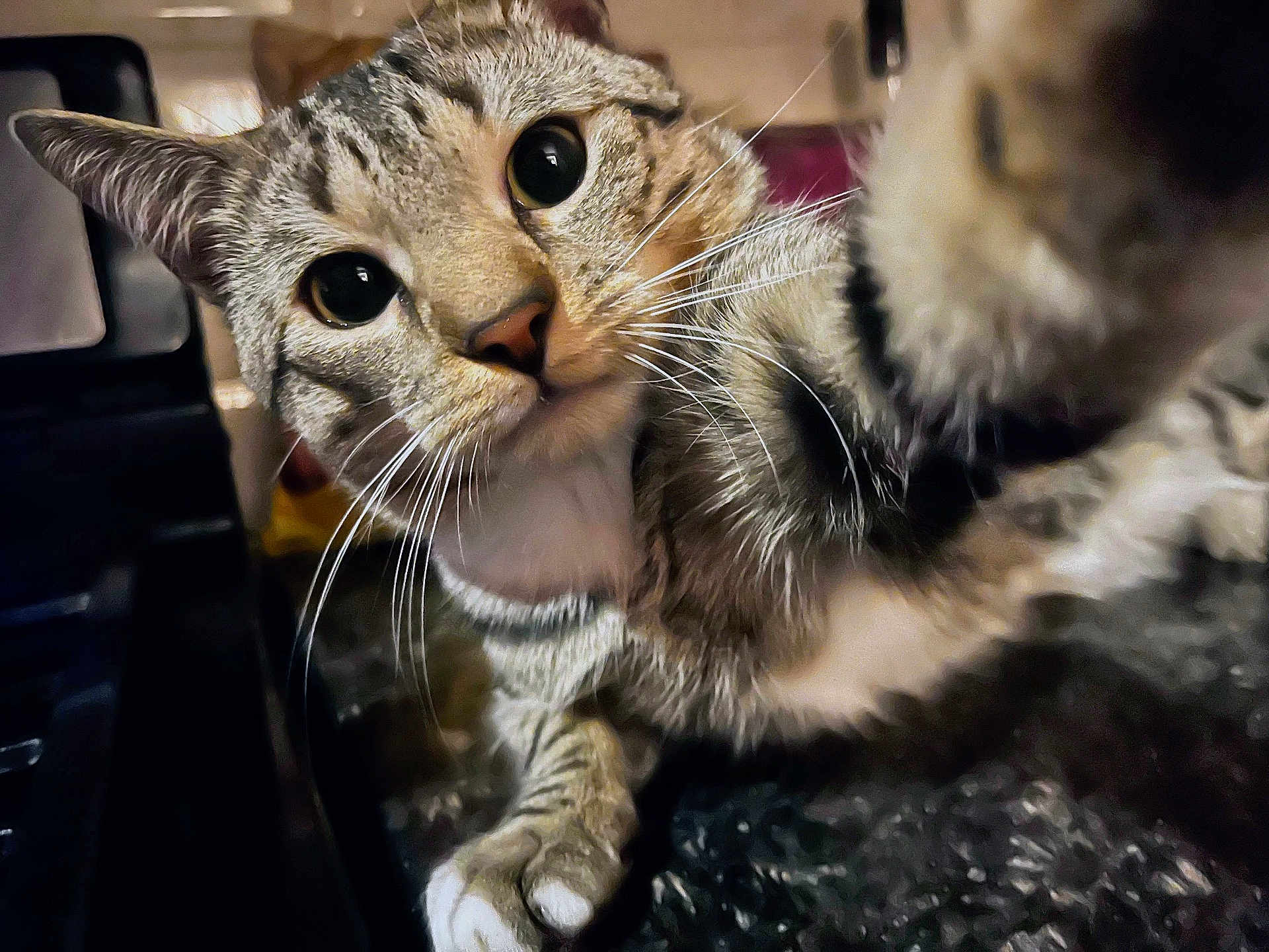 Mimi