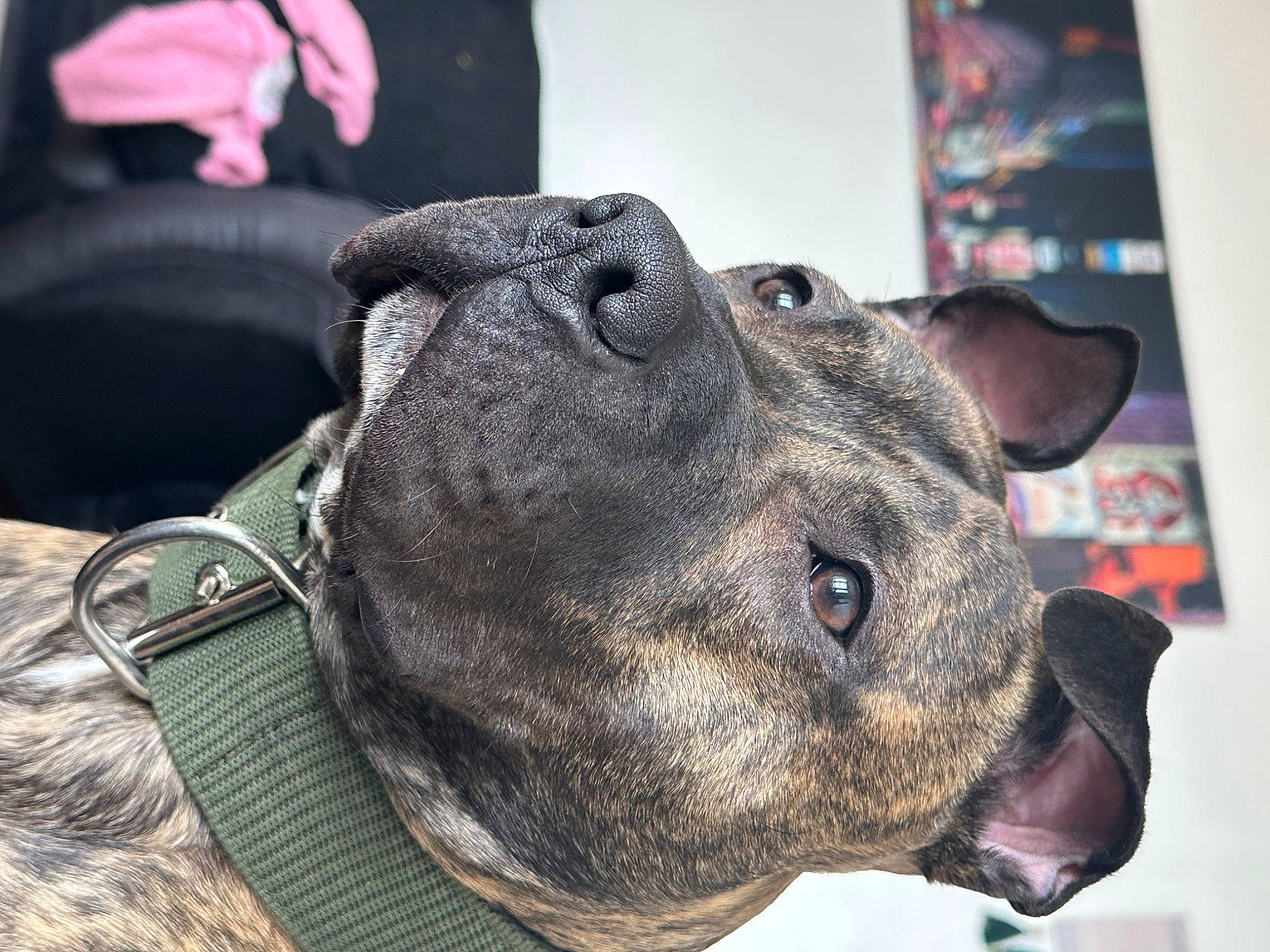 Buzz joined the competition — help win amazing prizes! bag, canidae, carnivore, collar, companion_dog, dog, dog_breed, dog_collar, ear, fashion_accessory, fawn, fur, hat, luggage_and_bags, metal, snout, sporting_group, terrestrial_animal, whiskers, working_animal