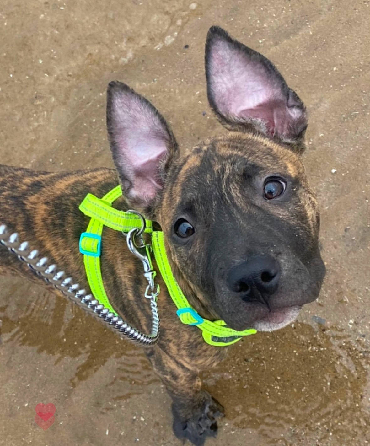 Buzz is registered to the contest to win money with this photo: carnivore, collar, companion_dog, dog, dog_breed, dog_collar, dog_supply, ear, electric_blue, fawn, fur, head, leash, liver, pet_supply, snout, sporting_group, whiskers, working_animal, wrinkle