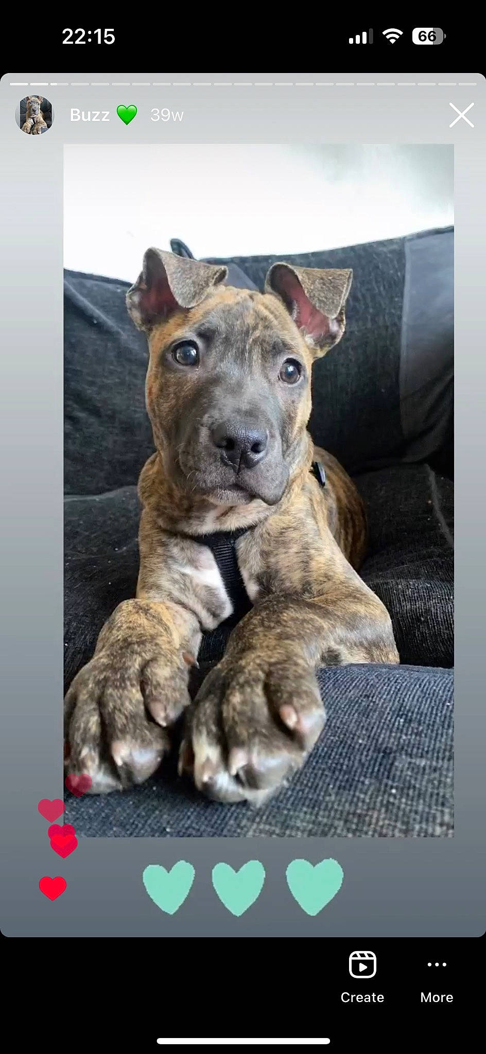 Buzz joined the competition — help win amazing prizes! ancient_dog_breeds, canidae, carnivore, collar, companion_dog, dog, dog_breed, dog_collar, fawn, font, metal, non_sporting_group, photo_caption, rectangle, snout, sporting_group, terrestrial_animal, vertebrate, working_animal, working_dog