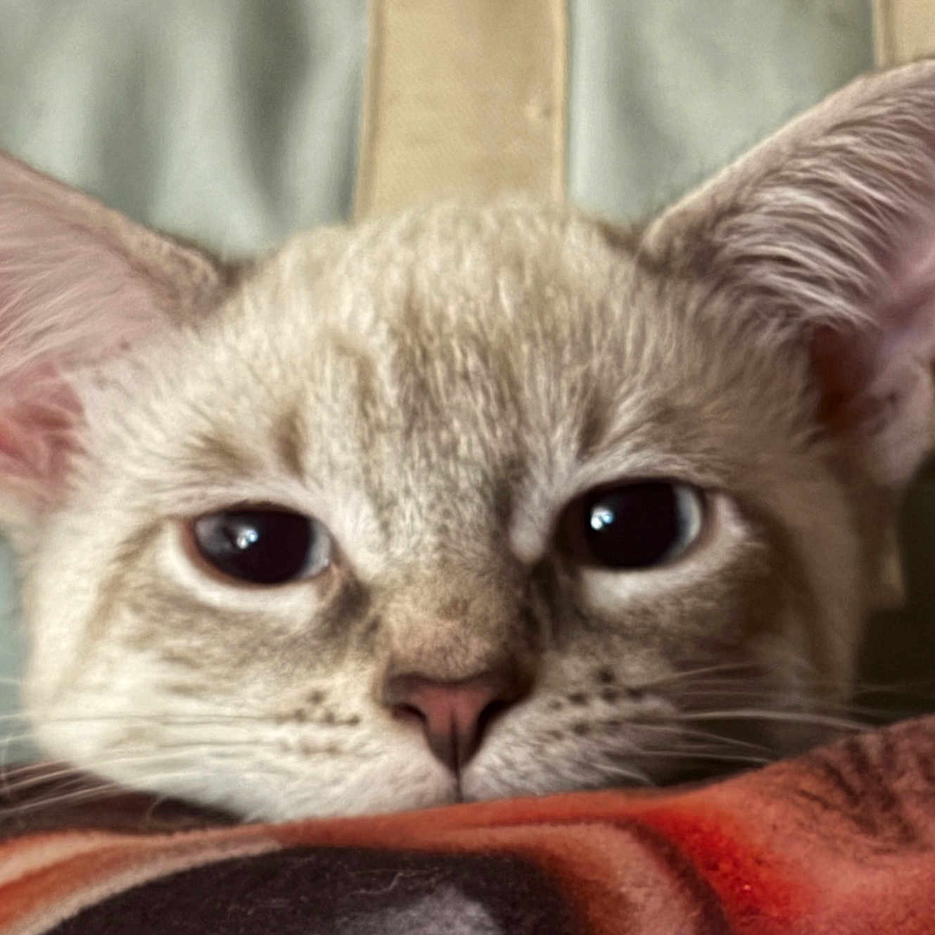 Mocha is registered to the contest to win money with this photo: cat, close_up, ears, resting, blanket, sleepy, animal, pet, fur, face, whiskers, cute, indoor, soft, cozy, relaxed, domestic_cat, mammal, portrait, feline