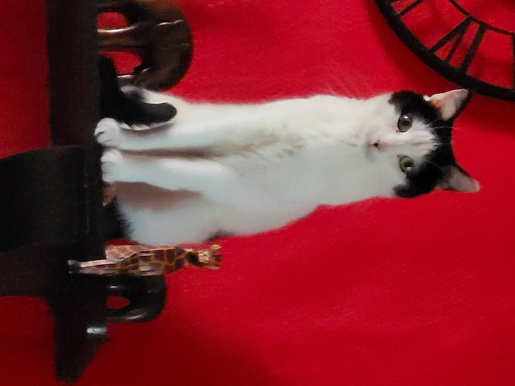 Canaille participe au concours pour gagner de l'argent avec cette photo : balinese, carmine, carnivore, cat, companion_dog, domestic_short_haired_cat, door, felidae, fur, metal, paw, small_to_medium_sized_cats, tail, thai, whiskers