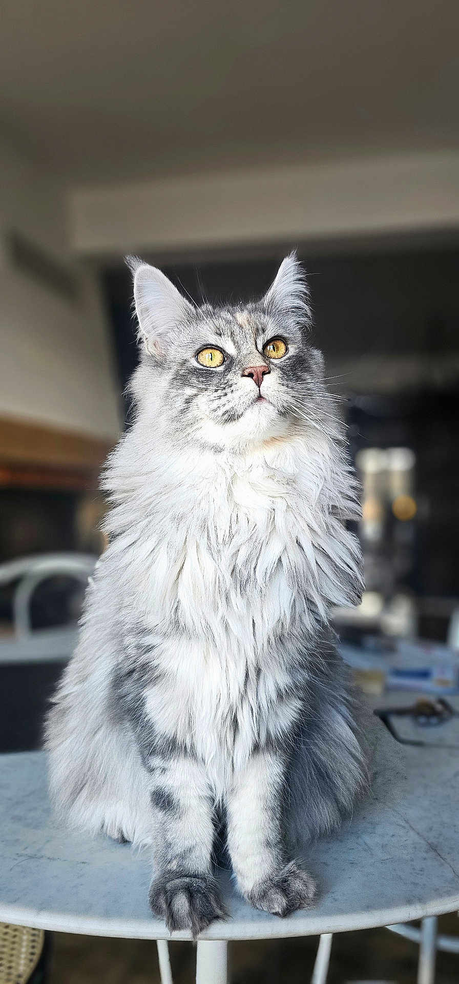Aïka a rejoint le concours — aidez-le/la à gagner de superbes lots ! cat, long_hair, fluffy, portrait, pet, indoor, table, marble_table, paws, whiskers, golden_eyes, staring, close_up, sitting, fur, domestic_cat, soft_light, home_interior, chair, calm