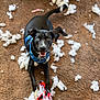 dog, black_dog, heterochromia, blue_eye, brown_eye, carpet, stuffing, toy, chewed_toy, destruction, playful, pet, indoor, happy, canine, animal, mess, fur, lying_down, looking_up