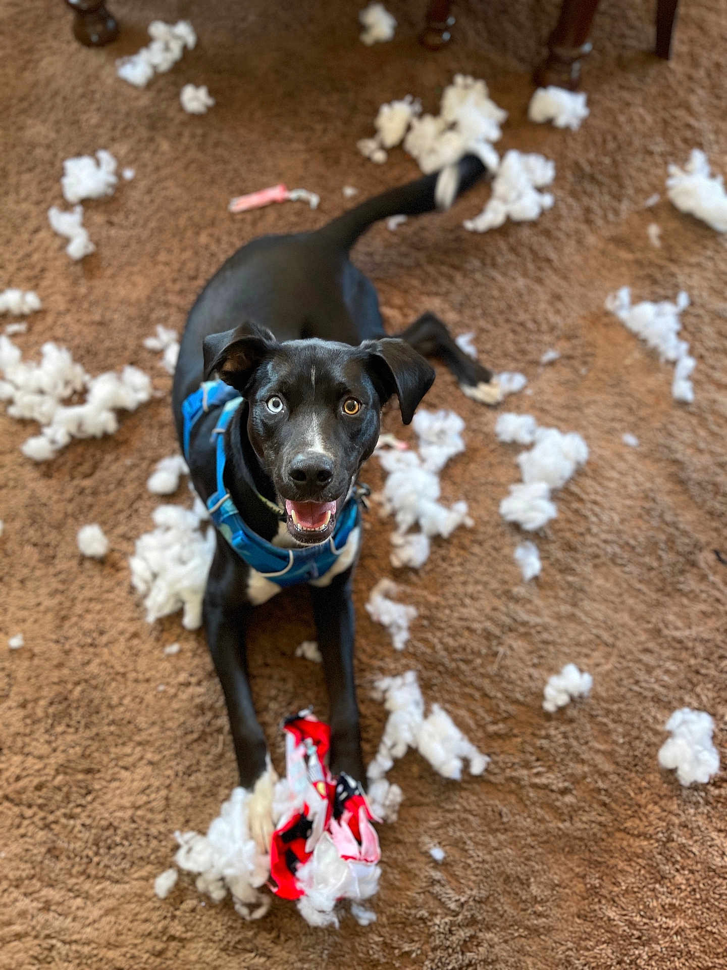 Xero is registered to the contest to win money with this photo: dog, black_dog, heterochromia, blue_eye, brown_eye, carpet, stuffing, toy, chewed_toy, destruction, playful, pet, indoor, happy, canine, animal, mess, fur, lying_down, looking_up