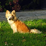Zoé participe au concours pour gagner de l'argent avec cette photo : dog, grass, outdoor, sunlight, pet, animal, fur, ears, nature, greenery, lawn, canine, sitting, daylight, quiet, serene, garden, plant, stone_pavement, small_dog