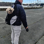 Franck Peyron participe au concours pour gagner de l'argent avec cette photo : man, dog, backpack, marina, boats, pavement, jacket, glasses, leash, outdoor, cloudy_sky, water, trees, side_view, casual_clothing, pet, walking, small_dog, footwear, red_shoes