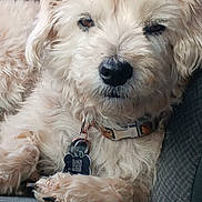 Ruckus is registered to the contest to win money with this photo: dog, pet, white_fur, fluffy, close_up, portrait, nose, paw, nails, collar, tag, animal, car_seat, vehicle_interior, upholstery, relaxed, whiskers, furry_face, sit, cute